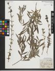 Foto von Salix purpurea L.
